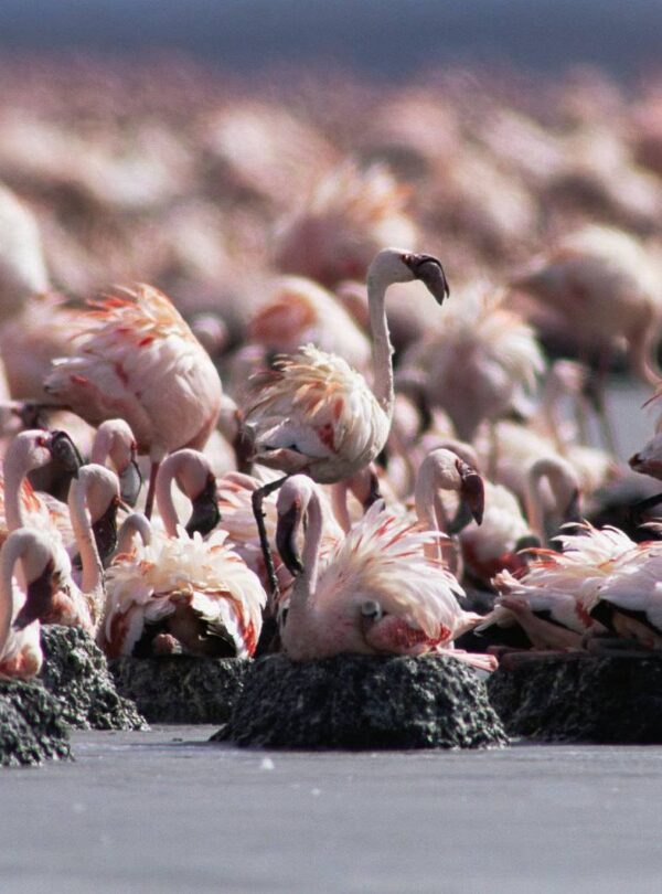 Lake Natron Flamingos
