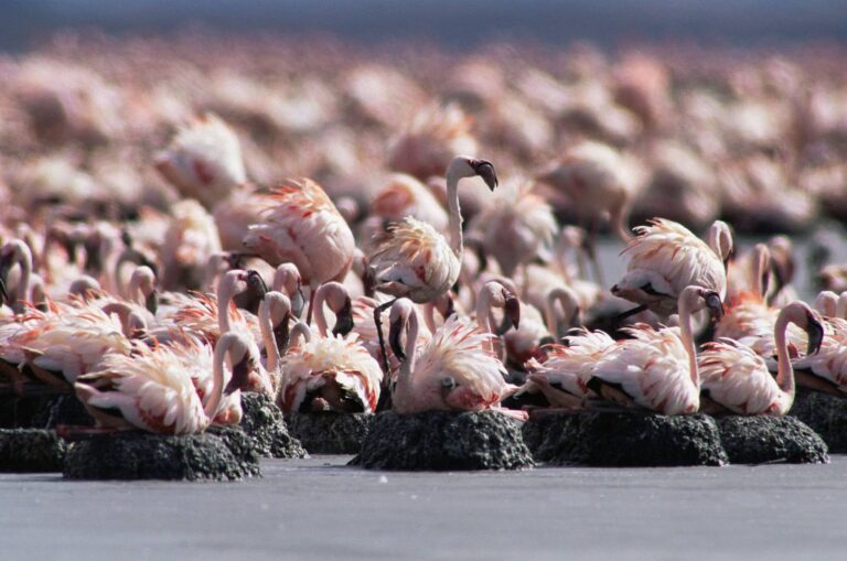 Lake Natron Flamingos
