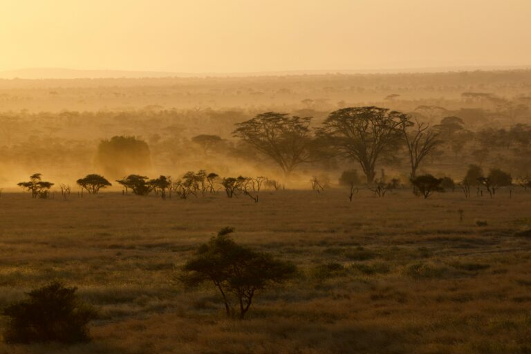 Endless plains of serengeti and golden sunset