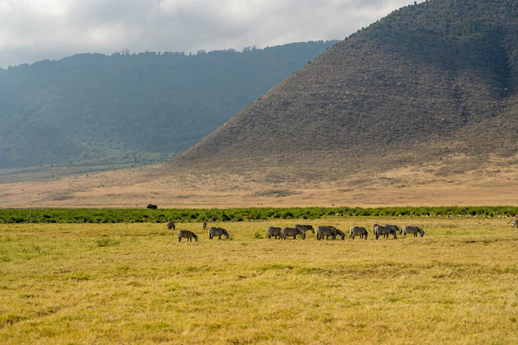 Wildlife seen inside the ngorongoro Crater