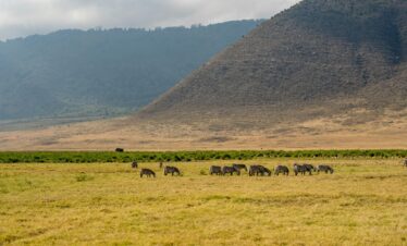 Wildlife seen inside the ngorongoro Crater