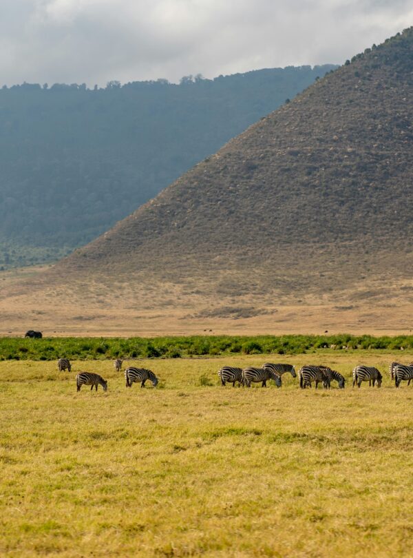 Wildlife seen inside the ngorongoro Crater