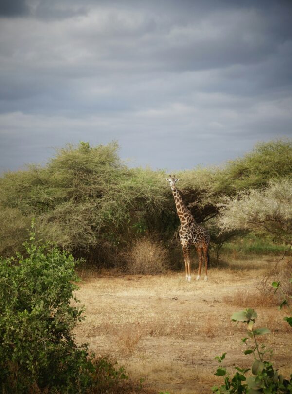 A photo of a giraffe inside the rainforest Park Lake Manyara