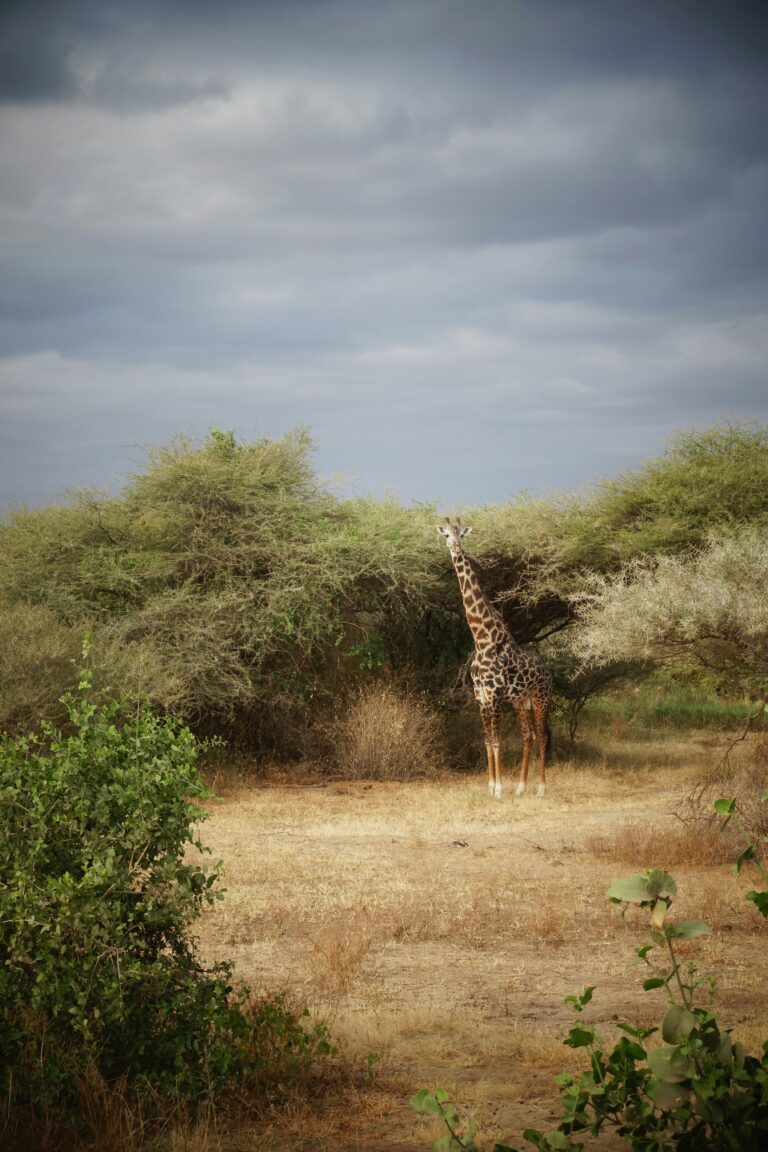 A photo of a giraffe inside the rainforest Park Lake Manyara